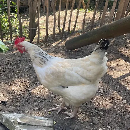 דירה Witts From *